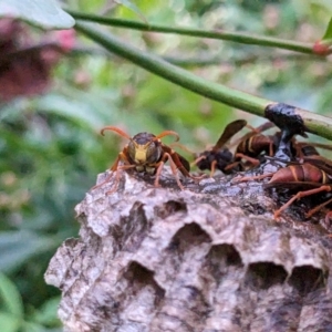 Polistes (Polistella) humilis at Melba, ACT - 2 Apr 2023