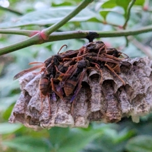 Polistes (Polistella) humilis at Melba, ACT - suppressed