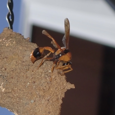 Delta bicinctum (Potter wasp) at Murrumbateman, NSW - 27 Mar 2023 by SimoneC