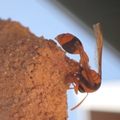 Delta bicinctum at Murrumbateman, NSW - 28 Mar 2023