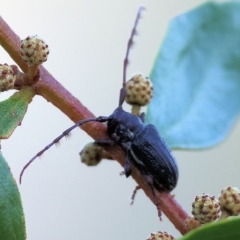 Ancita crocogaster (Longhorn or Longicorn beetle) at Wodonga - 31 Mar 2023 by KylieWaldon