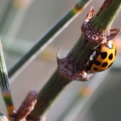 Harmonia conformis (Common Spotted Ladybird) at Wodonga, VIC - 1 Apr 2023 by KylieWaldon