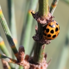 Harmonia conformis at Wodonga, VIC - 1 Apr 2023 09:25 AM