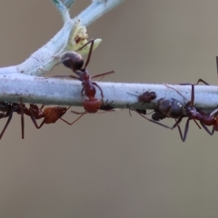 Eurymeloides pulchra at Wodonga, VIC - 1 Apr 2023 by KylieWaldon