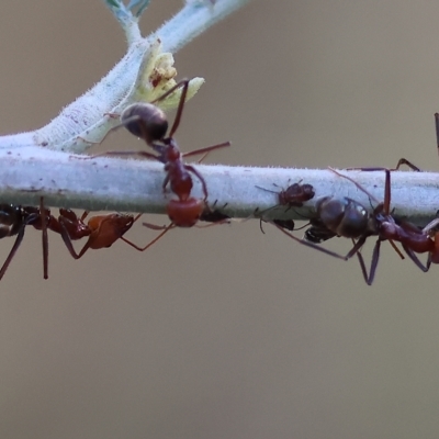 Eurymeloides pulchra at Wodonga, VIC - 1 Apr 2023 by KylieWaldon
