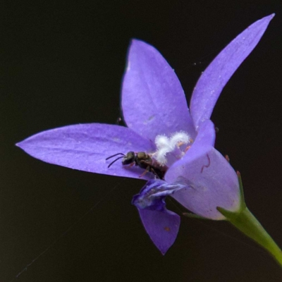 Lasioglossum sp. (genus) (Furrow Bee) at Higgins, ACT - 2 Apr 2023 by MichaelWenke