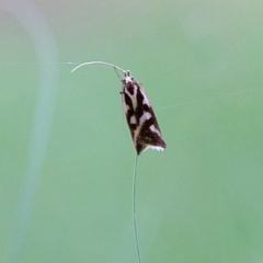 Epithymema incomposita (Chezela group) at Higgins Woodland - 2 Apr 2023 by Trevor