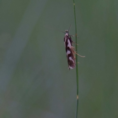 Epithymema incomposita at Higgins, ACT - 2 Apr 2023 04:24 PM