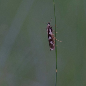 Epithymema incomposita at Higgins, ACT - 2 Apr 2023 04:24 PM