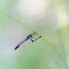 Leptogaster sp. (genus) (Robber fly) at Higgins Woodland - 2 Apr 2023 by Trevor