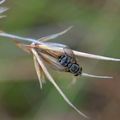 Tachinidae (family) (Unidentified Bristle fly) at Higgins Woodland - 2 Apr 2023 by Trevor