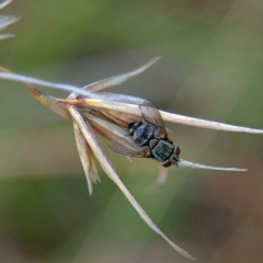 Tachinidae (family) (Unidentified Bristle fly) at Higgins, ACT - 2 Apr 2023 by Trevor