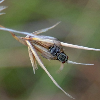 Tachinidae (family) (Unidentified Bristle fly) at Higgins Woodland - 2 Apr 2023 by Trevor