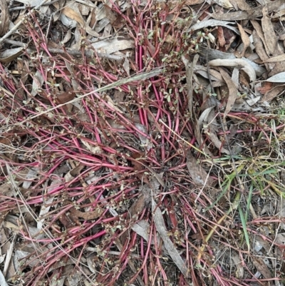 Portulaca oleracea (Munyeroo ,Pigweed, Purslane) at Aranda, ACT - 2 Apr 2023 by KMcCue