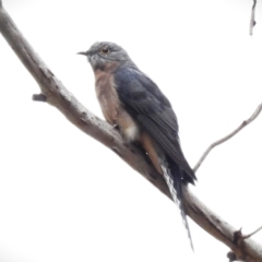 Cacomantis flabelliformis (Fan-tailed Cuckoo) at Paddys River, ACT - 2 Apr 2023 by JohnBundock
