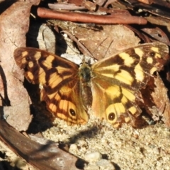 Heteronympha paradelpha (Spotted Brown) at Tidbinbilla Nature Reserve - 1 Apr 2023 by JohnBundock