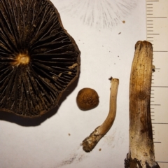 Unverified Cap on a stem; gills below cap [mushrooms or mushroom-like] at Watson, ACT - 2 Apr 2023 by abread111