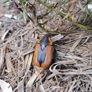 Chondropyga dorsalis at Watson, ACT - 2 Apr 2023 03:13 PM