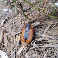 Chondropyga dorsalis (Cowboy beetle) at Watson, ACT - 2 Apr 2023 by abread111