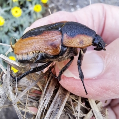 Chondropyga dorsalis at Watson, ACT - 2 Apr 2023 03:13 PM