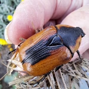 Chondropyga dorsalis at Watson, ACT - 2 Apr 2023 03:13 PM