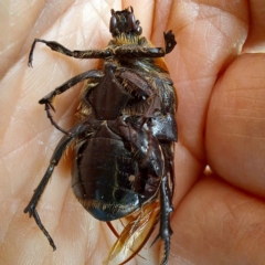 Chondropyga dorsalis at Watson, ACT - 2 Apr 2023