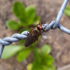 Inopus rubriceps at Watson, ACT - 2 Apr 2023