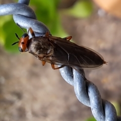 Inopus rubriceps at Watson, ACT - 2 Apr 2023