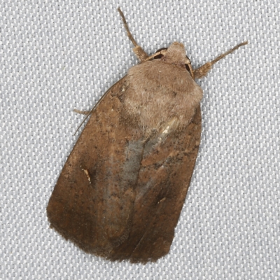 Proteuxoa hypochalchis (Black-bar Noctuid) at O'Connor, ACT - 14 Mar 2023 by ibaird