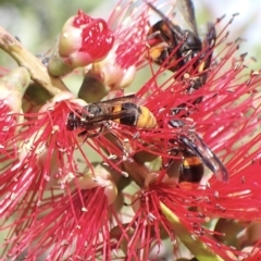 Hyleoides concinna (Wasp-mimic bee) at Murrumbateman, NSW - 1 Apr 2023 by SimoneC