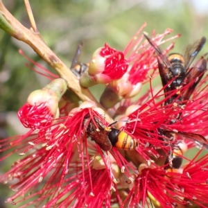 Hyleoides concinna at Murrumbateman, NSW - 1 Apr 2023