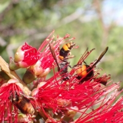 Hyleoides concinna at Murrumbateman, NSW - 1 Apr 2023