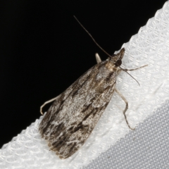 Scoparia emmetropis (A Crambid moth) at O'Connor, ACT - 14 Mar 2023 by ibaird