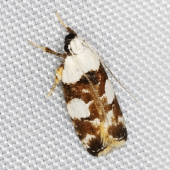 Ardozyga abruptella (A Gelechioid moth) at O'Connor, ACT - 14 Mar 2023 by ibaird