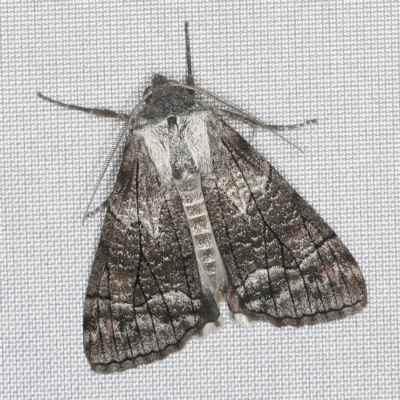 Stibaroma melanotoxa (Grey-caped Line-moth) at O'Connor, ACT - 14 Mar 2023 by ibaird
