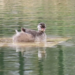 Tachybaptus novaehollandiae (Australasian Grebe) at Symonston, ACT - 2 Apr 2023 by RodDeb