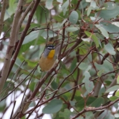 Pardalotus punctatus at Jerrabomberra, ACT - 2 Apr 2023