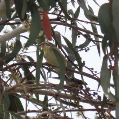 Pardalotus striatus (Striated Pardalote) at Jerrabomberra, ACT - 2 Apr 2023 by RodDeb