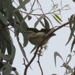 Pardalotus striatus at Jerrabomberra, ACT - 2 Apr 2023