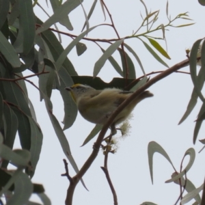 Pardalotus striatus at Jerrabomberra, ACT - 2 Apr 2023 12:16 PM