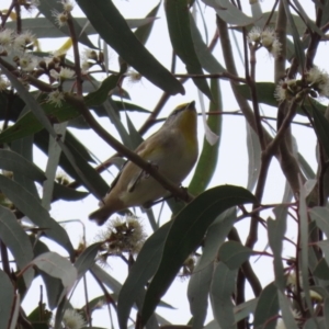 Pardalotus striatus at Jerrabomberra, ACT - 2 Apr 2023 12:16 PM