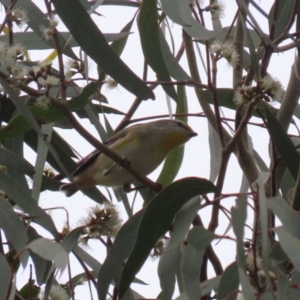 Pardalotus striatus at Jerrabomberra, ACT - 2 Apr 2023 12:16 PM