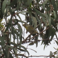 Pardalotus striatus at Jerrabomberra, ACT - 2 Apr 2023