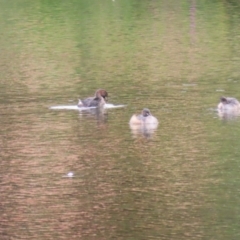 Tachybaptus novaehollandiae (Australasian Grebe) at Greenway, ACT - 2 Apr 2023 by RodDeb