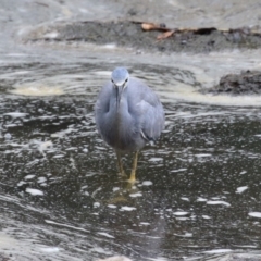 Egretta novaehollandiae (White-faced Heron) at Greenway, ACT - 2 Apr 2023 by RodDeb