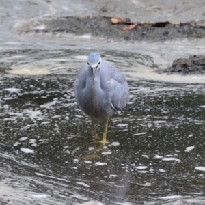 Egretta novaehollandiae at Greenway, ACT - 2 Apr 2023