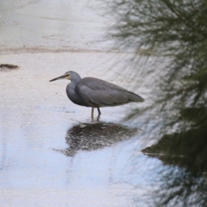 Egretta novaehollandiae at Greenway, ACT - 2 Apr 2023