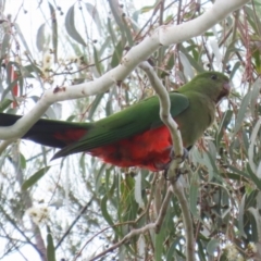 Alisterus scapularis (Australian King-Parrot) at Greenway, ACT - 2 Apr 2023 by RodDeb