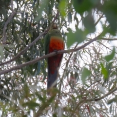 Alisterus scapularis at Greenway, ACT - 2 Apr 2023