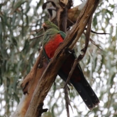 Alisterus scapularis at Greenway, ACT - 2 Apr 2023